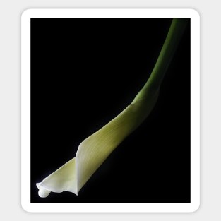 Calla Lily Sticker